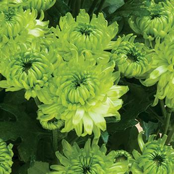 Chrysanthemum indicum 'Limerick™ Lime'