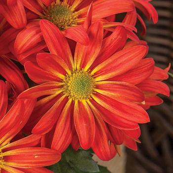 Chrysanthemum indicum 'Milton™ Bronze Bicolor'