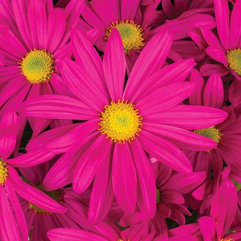 Chrysanthemum indicum 'Milton™ Dark Pink' 