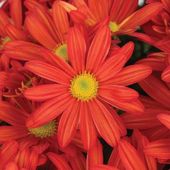 Chrysanthemum indicum 'Milton™ Orange' 