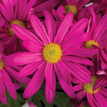 Chrysanthemum indicum 'Milton™ Pink' 