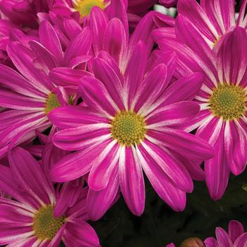 Chrysanthemum indicum 'Milton™ Pink Bicolor' 