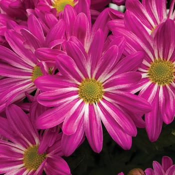 Chrysanthemum indicum 'Milton™ Pink Bicolor'