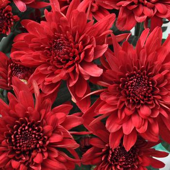 Chrysanthemum indicum 'Moab™ Red'