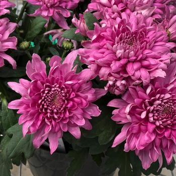 Chrysanthemum indicum 'Neptune™ Pink' 