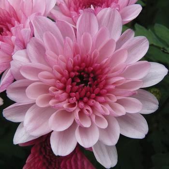 Chrysanthemum indicum 'New York™ Bold Lavender'