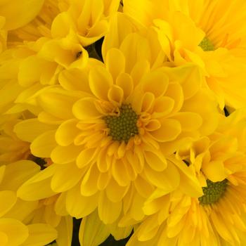 Chrysanthemum indicum 'New York™ Dazzling Yellow'