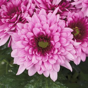 Chrysanthemum indicum 'Newark™ Pink Bicolor'