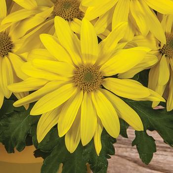 Chrysanthemum indicum 'Oakville™ Yellow'