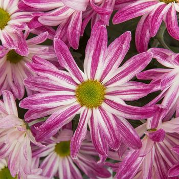 Chrysanthemum indicum 'Paisley Park™ Purple Bicolor'