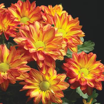 Chrysanthemum indicum 'Pelee™'