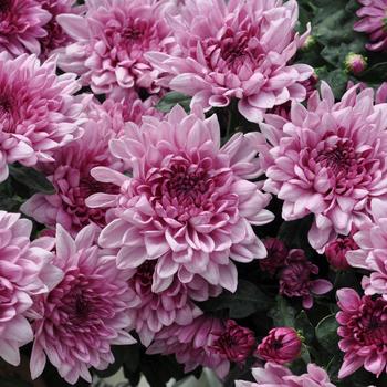 Chrysanthemum indicum 'Pendleton™ Pink' 