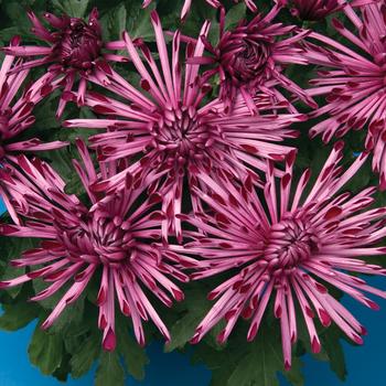Chrysanthemum indicum 'Pittsburgh™ Purple' 