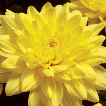 Chrysanthemum indicum 'Providence™ Yellow' 