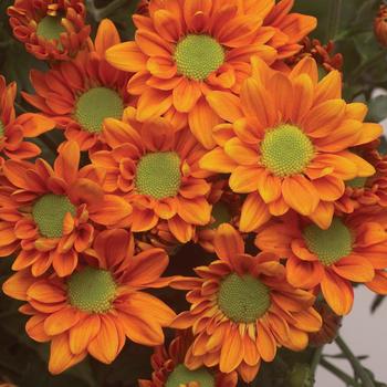 Chrysanthemum indicum 'Pueblo™ Orange' 