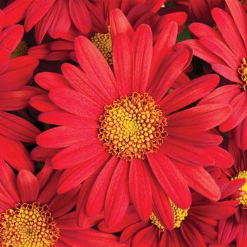Chrysanthemum indicum 'Red Springs™' 