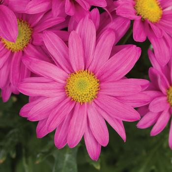 Chrysanthemum indicum 'Roanoke™ Dark Pink'