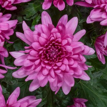 Chrysanthemum indicum 'Roseville™ Pink'