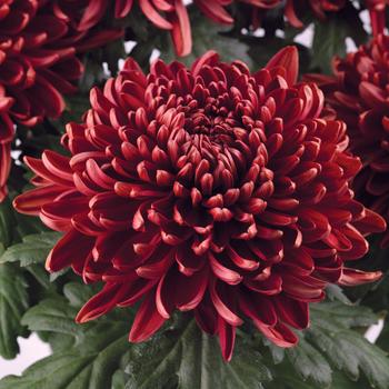 Chrysanthemum indicum 'Shanghai™ Red'