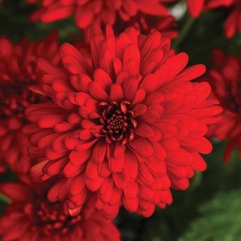 Chrysanthemum indicum 'Tobago™ Red' 