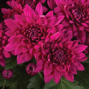 Chrysanthemum indicum 'Williamsburg™ Purple' 