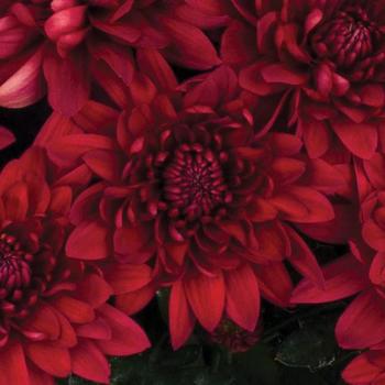 Chrysanthemum indicum 'Williamsburg™ Red' 
