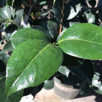 Camellia japonica 'Pearl Maxwell' 