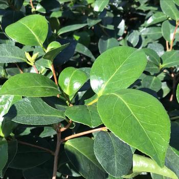 Camellia japonica 'Spellbound' 