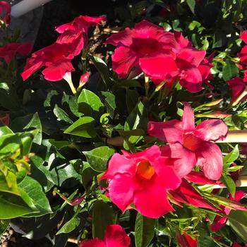 Mandevilla 'Pink' 