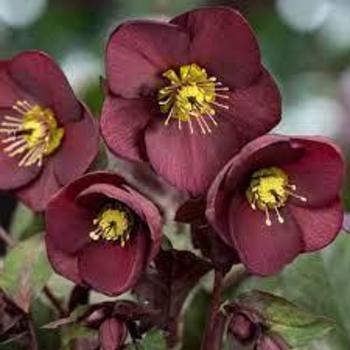 Helleborus 'Merlot' PP31181