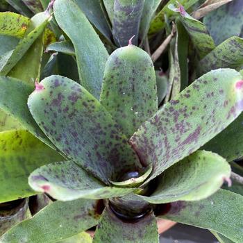 Neoregelia 'Cookie' PP21601