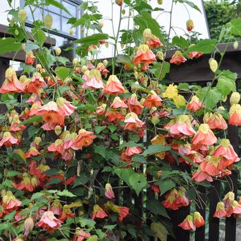 Abutilon 'Victor Reiter' 