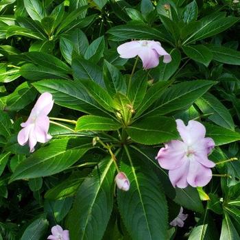 Impatiens sodenii