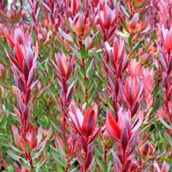 Leucadendron salignum 'Red Tulip' 