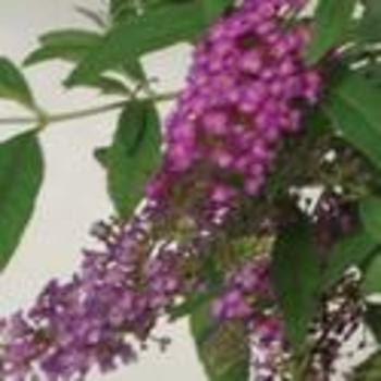 Buddleia davidii 'Leah Raspberry' 
