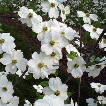 Cornus florida 'Appalachian Joy' 