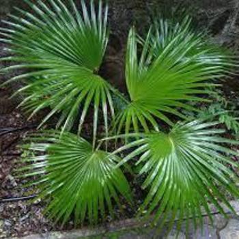 Livistona chinensis