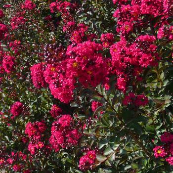 Lagerstroemia indica 'Whit IX' 