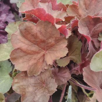 Heuchera 'Timeless Orange' PPAF