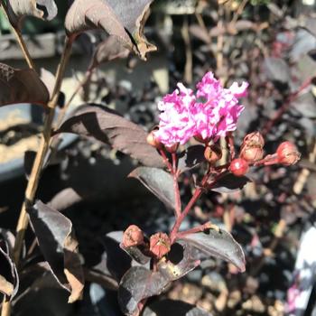 Lagerstroemia indica 'Lavender Lace™' PP27335