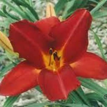 Hemerocallis 'Hot Lips' 