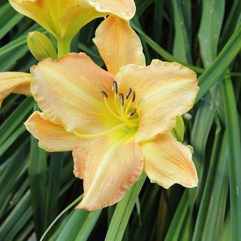 Hemerocallis 'Butterscotch Ruffles' 