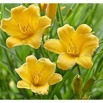 Hemerocallis 'Dwarf Yellow' 