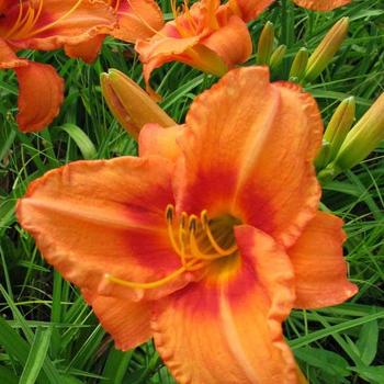 Hemerocallis 'Leebea Orange Crush' 