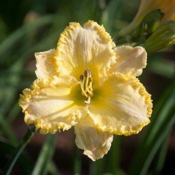 Hemerocallis 'Angelica' 