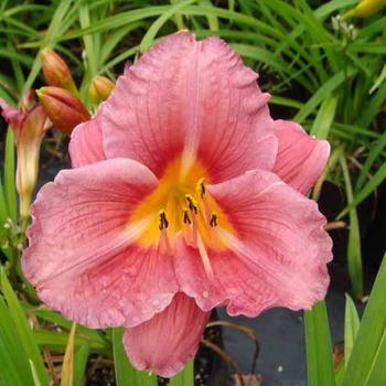 Hemerocallis 'Rose Cherub' 