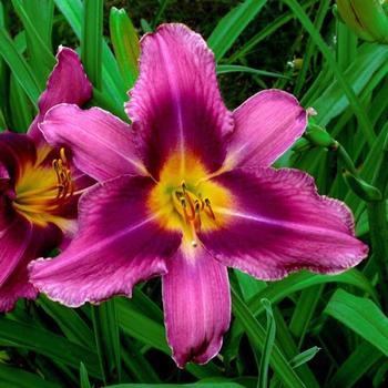 Hemerocallis 'Russian Rhapsody' 