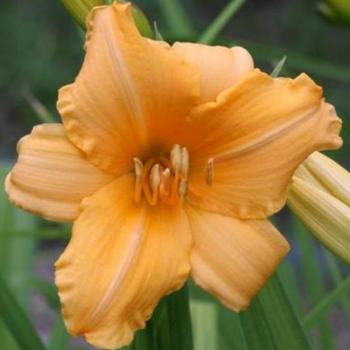 Hemerocallis 'Tiny Pumpkin' 