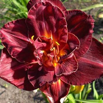 Hemerocallis 'True Burgundy' 