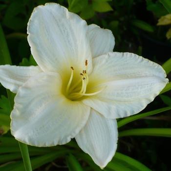 Hemerocallis 'White Temptation' 